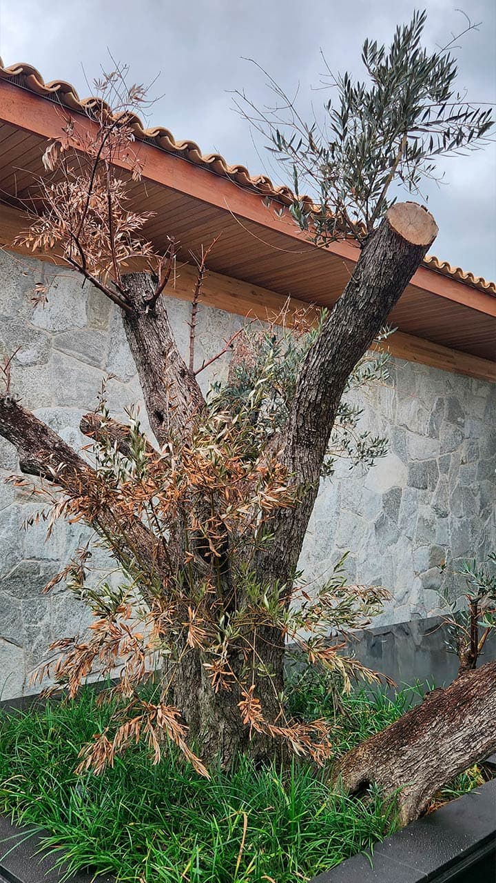 Árvore de grande porte morta após plantio 1